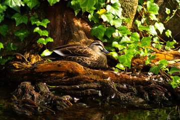水辺で休むアヒル