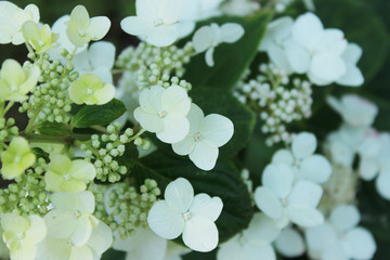 Blurred image of a branch of plant with white and green flowers. Abstract nature background. 