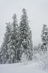 Christmas tale on nature. covered with white clean fresh snow spruce and pine in the winter forest. Wonderful time for walking and outdoor activities in January. ready background for layout