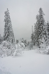 landscape of snowy trees in the mountains. winter forest covered with clean fresh snow. New Year's active holiday in a hike. Christmas walks in nature.
