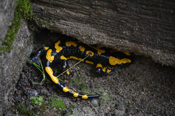 Salamander