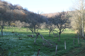 Vieux Verger