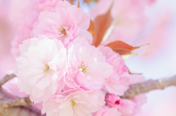 八重桜の花