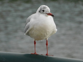 川岸の柵に留まる病気のユリカモメ