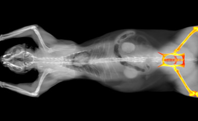 black and white CT scan of a cat on a black background. Orthopedic veterinary diagnostic x-ray...