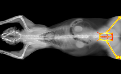 black and white CT scan of a cat on a black background. Orthopedic veterinary diagnostic x-ray test. Hip bone highlighted in red.