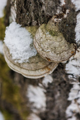 Inonotus obliquus, commonly known as chaga mushroom. It is parasitic on birch and other trees. raw materials for medicinal decoctions and teas. useful and natural food supplements.