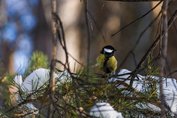 bird tit is sitting on a pine branch. late autumn or early winter. birds close up.