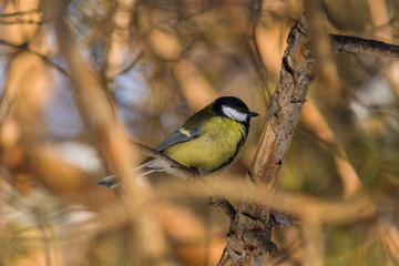 bird tit is sitting on a pine branch. late autumn or early winter. birds close up.