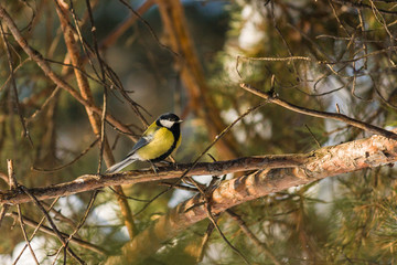 Fototapeta premium Bird Great tit, or Parus major. Sitting on a branch in spring/summer forest. Birds blue titmouse sitting in the garden among the colorful branches. Natural background.