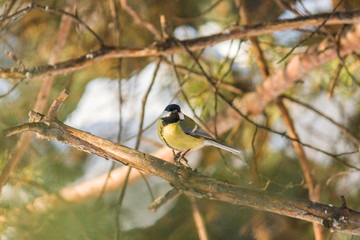 Bird Great tit, or Parus major. Sitting on a branch in spring/summer forest. Birds blue titmouse sitting in the garden among the colorful branches. Natural background.