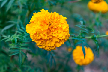 marigold flower close view looking awesome in Indian rural village garden.