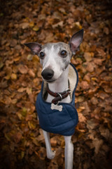 Autumn portrait of female whippet. She is so cute and happy outside.