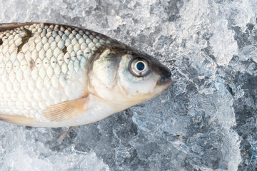 Freshly caught fish on Winter Nature background. The frozen water. Abstract Arctic ice texture. winter fishing, seafood, fish and healthy food.