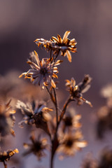 many dry meadow flowers plants in field snow, meadow at winter. Nature Abstract floral dry silhouette flower with pastel sky background.
