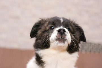 Naklejka na ściany i meble portrait of a small beautiful puppy with pursed lips