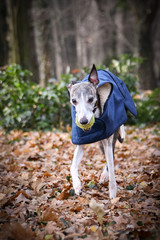 Running whippet with the ball. She loves freedom and running. She is running to us.