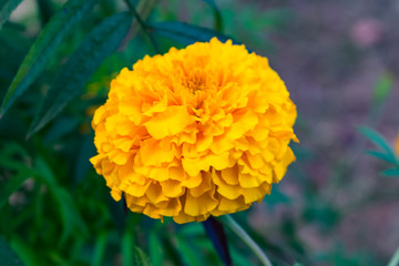 marigold flower close view looking awesome in Indian rural village garden.