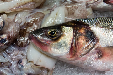 European Seabass (Dicentrarchus labrax) for sale