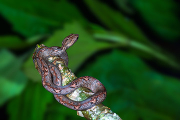 Common Mock Viper or Psammodynastes pulverulentus (Boie, 1827), beautiful gray snake stripes coiling resting wrap on tree branch with green background at Thung salaeng luang National park, Thailand.