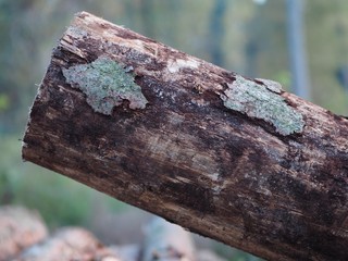 Fototapeta premium Borkenkäfer - kaputt - Baum verliert schützende Rinde 