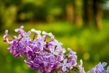 Beautiful purple lilac flowers. Green blurred camera lens background