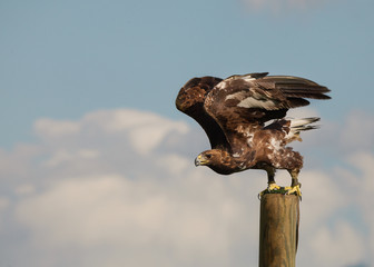 The eagle spread its wings, getting ready for flight, on a light background