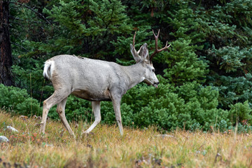 Obraz na płótnie Canvas Mule Deer (Odocoileus hemionus)