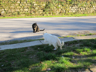 Due gatti, bianco e striato, su strada di campagna