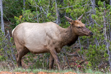 Naklejka na ściany i meble Elk or Wapiti (Cervus canadensis)