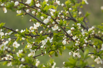 Abstract spring seasonal background with white flowers