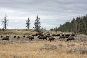 Fototapeta na wymiar American bison (Bison bison)