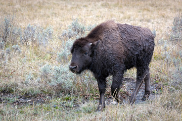 Plakat American bison (Bison bison)