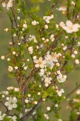 Abstract spring seasonal background with white flowers