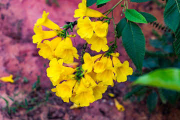 indian Tecoma stans yellow flower with leaf looking awesome.