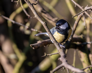Great Tit Perched in a Tree