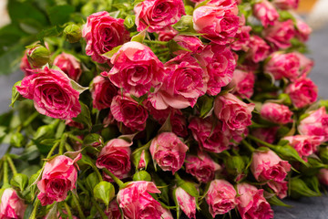 Pink spray roses on grey background. Copy space. Birthday Woman's Day Mother's St. Valentine's Day concept