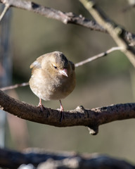 Female Chaffinch Perched ina Tree