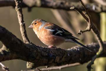 Male Chaffinch Perched in a Tree