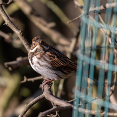 Female Reed Bunting Perched Near a Bird Feeder