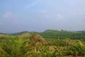 A landscape captured from a hill. There are trees, plants, mountain and blue sky on the background.