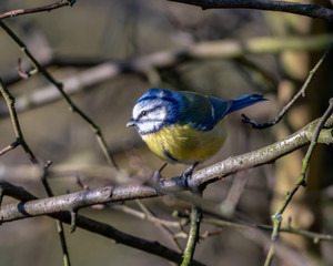 Eurasian blue tit Perched in a Tree