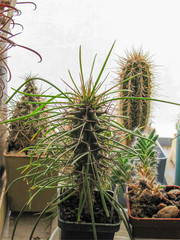 Didieria Madagascarensis Plant Close-Up, Detail, Among the Home Collection