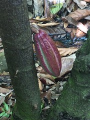 f&egrave;ve cacao