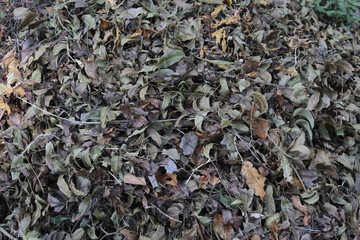 Hojas secas