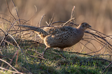 Female Pheasant Walking Along the Ground