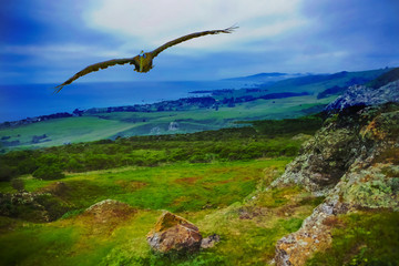 Fototapeta na wymiar Sonoma Coast Pelican