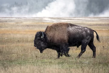 Fototapeten Bison Amerikanischer Bison (Bison Bison)  © philipbird123
