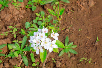 pear flower in the shed.