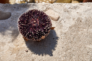 Sea urchin on a stone closeup.